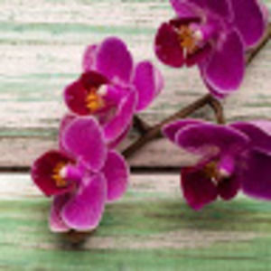 Meet your Posher, Rhonda